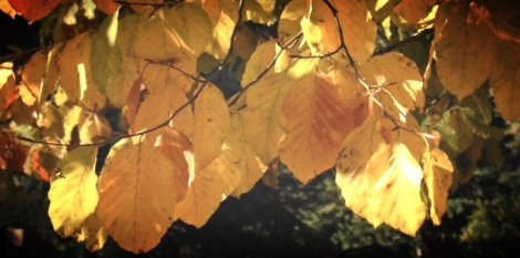 European beech leaves in autumn.